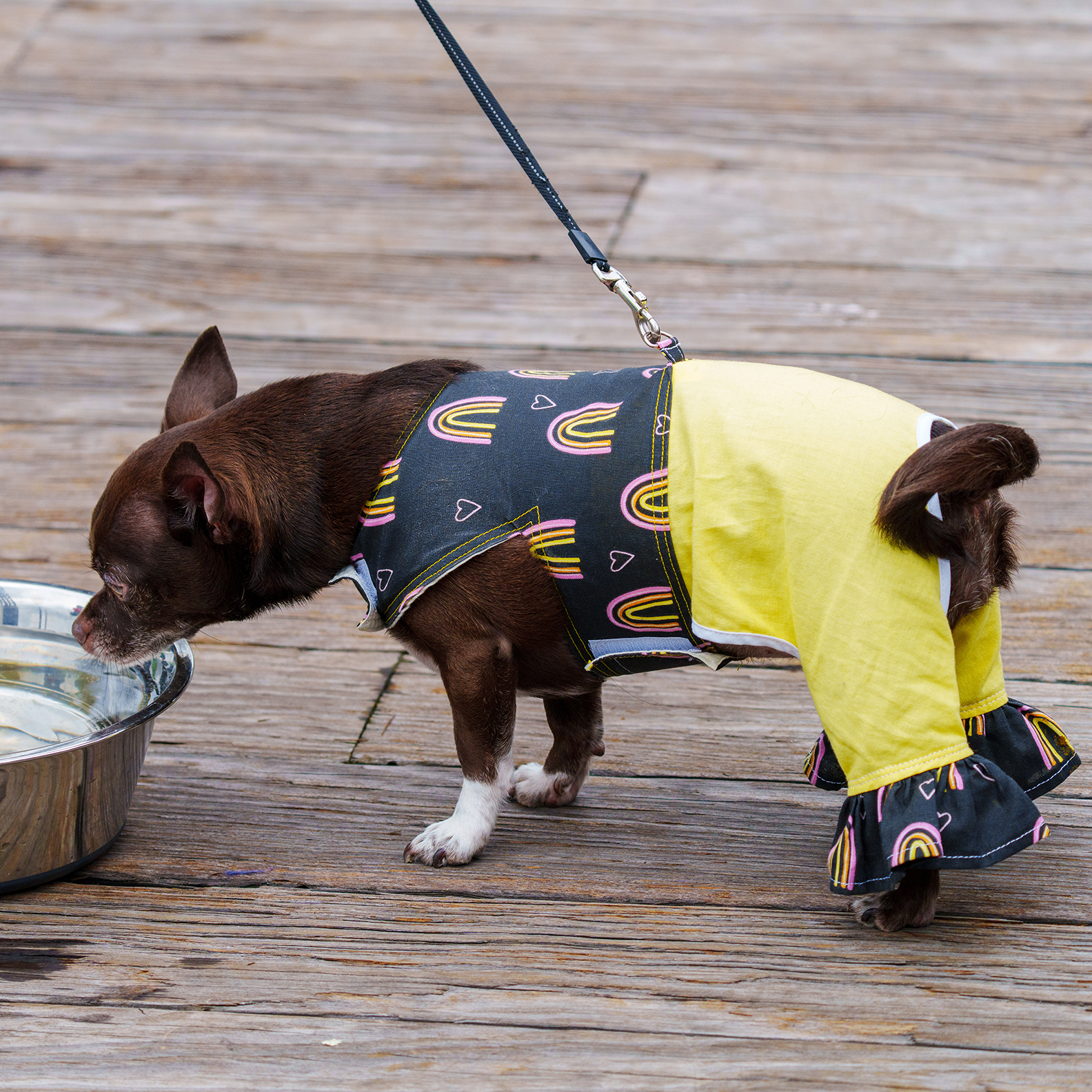 Running of the Chihuahuas